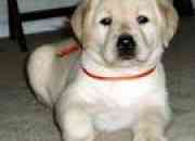 female labrador puppy available for sale