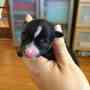 Cute Super Smart Chihuahua Puppies for sale