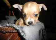 Cute Super Smart Chihuahua Puppies for sale