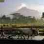 Indonesia - Java Island Overland  Tour