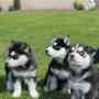 100% Siberian Husky Puppies For caring home