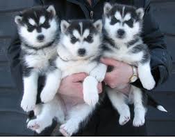 Beautiful siberian husky puppies for sale