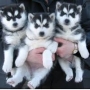 Beautiful Siberian Husky puppies for sale